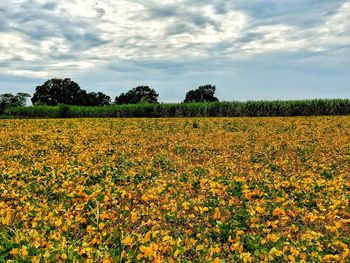 Scenic view of yellow flower field against sky