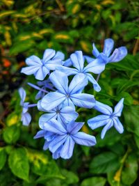 Close-up of blue flowering plant