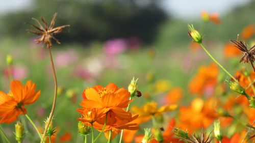 Close-up of orange flowers blooming outdoors