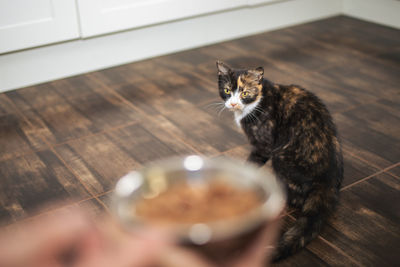 Man holding metal bowl with food for his tabby cat. pet owner giving feeding for cat at home.