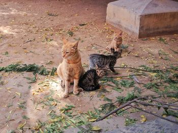 High angle view of cats