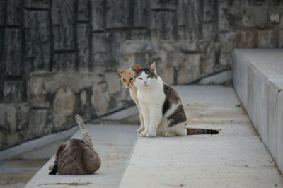 Cat looking away