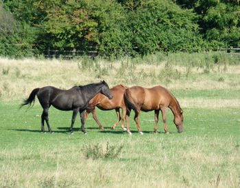 Side view of horses in field