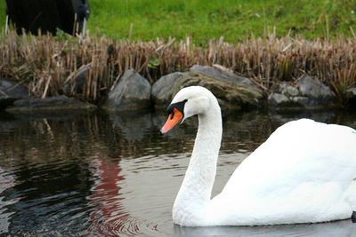 Birds in calm water