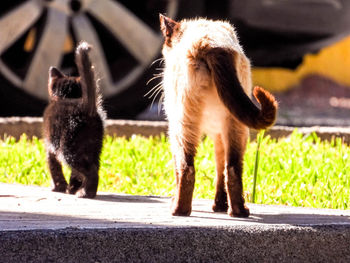 Two cats on the ground