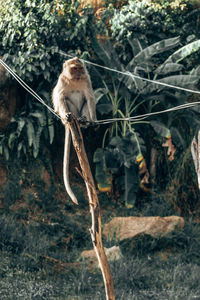 Monkey sitting on a tree