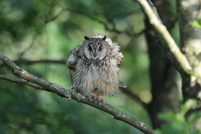 Bird perching on branch