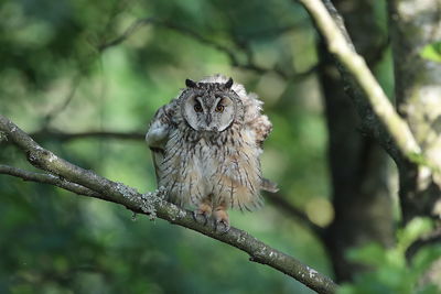 Longeared owl early morning 