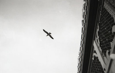 Low angle view of bird flying