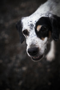 Close-up portrait of white and black dog