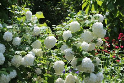 Close-up of white flowering plants