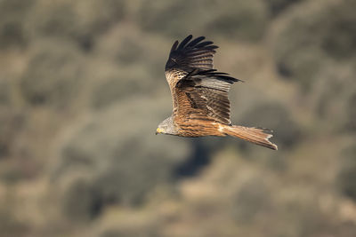 Close-up of eagle flying