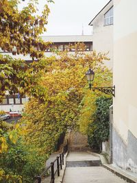 Trees and houses in city