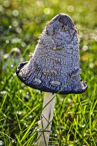 Close-up of mushroom growing on field