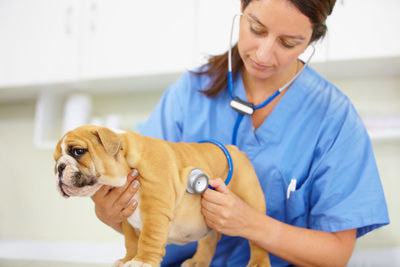 Veterinarian examining dog in medical clinic