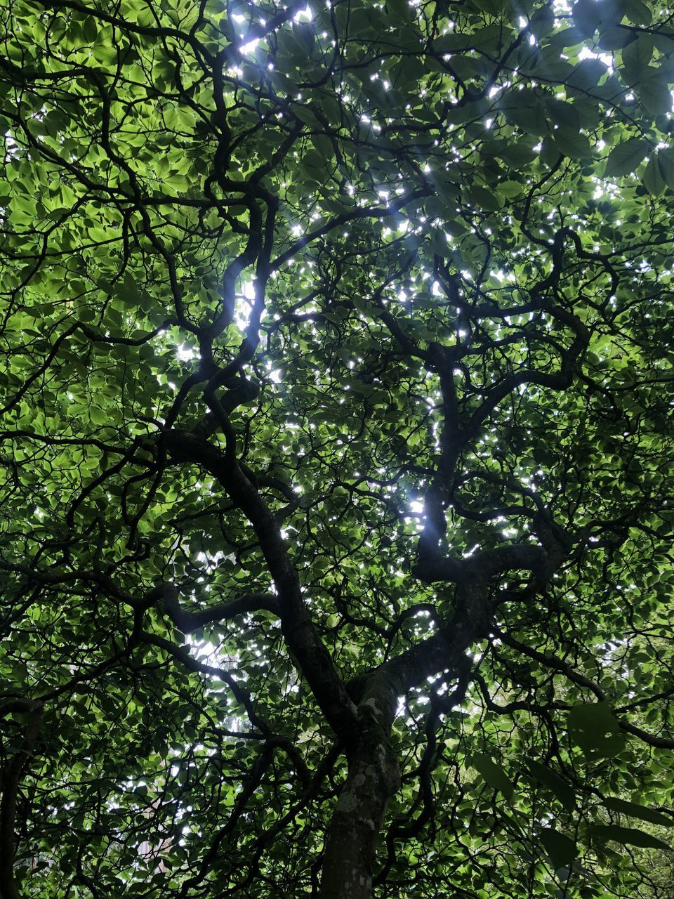 LOW ANGLE VIEW OF TREE IN FOREST AGAINST SKY