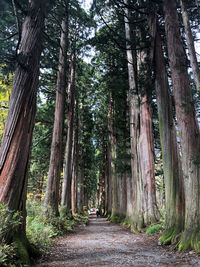 Footpath amidst trees in forest