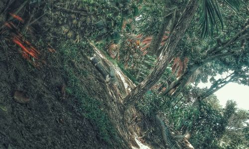 Trees growing in the dark