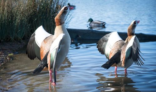 Egyptian geese at lakeshore