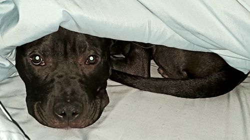 Close-up of a dog resting on bed