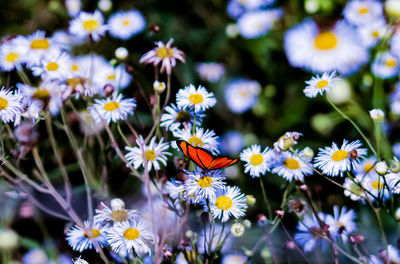 Close-up of daisy flowers