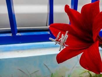 Close-up of red rose