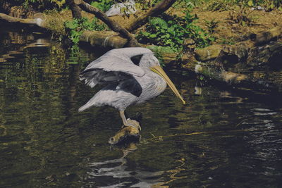 High angle view of gray heron in lake