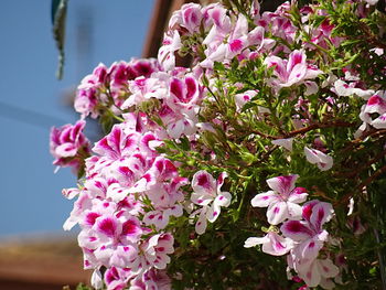 Close-up of fresh pink flowers blooming against sky