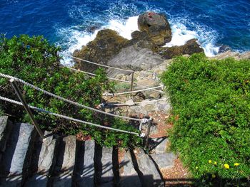 High angle view of plants by sea