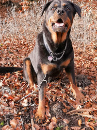 Portrait of a dog on field during autumn