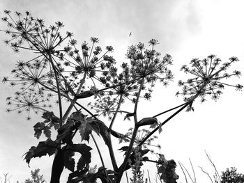 Low angle view of silhouette trees against sky