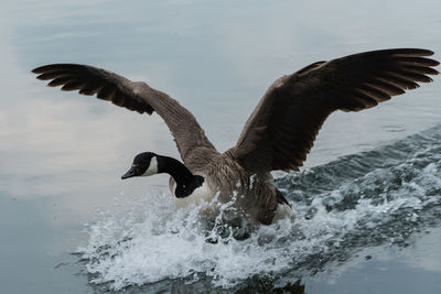 Bird flying over lake