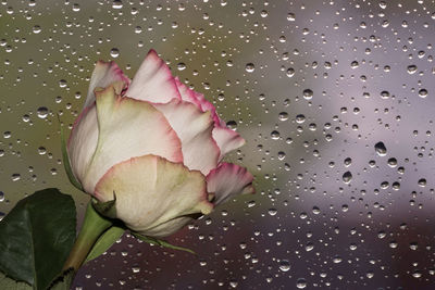 Close-up of wet pink rose