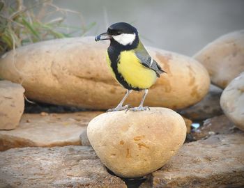 Close-up of bird perching on stone