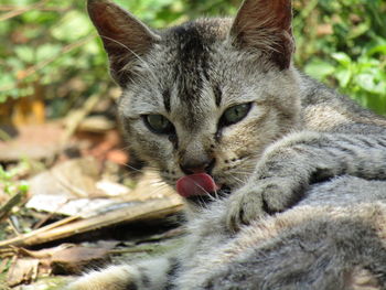 Close-up portrait of cat