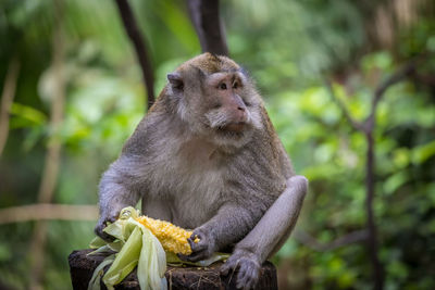 Close up of fruit eating plant