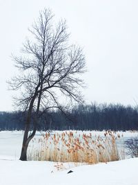 Bare trees on snow covered field