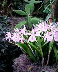 Close-up of pink flowers