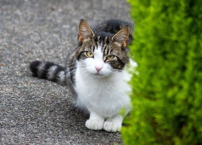 Portrait of cat standing outdoors