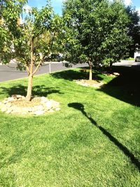 Trees growing in park