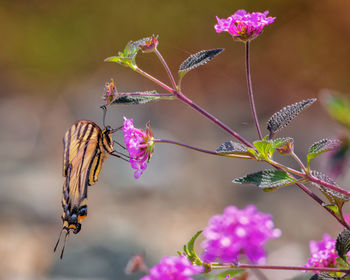 Close-up of butterfly pollinating on pink flower