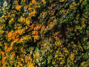 Full frame shot of autumn tree