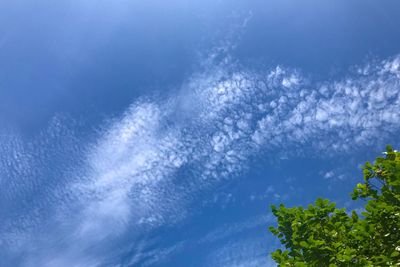 Low angle view of trees against blue sky