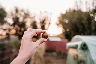 Cropped hand of woman holding apple