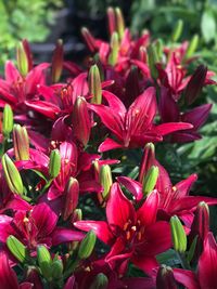 Close-up of red flowers blooming outdoors