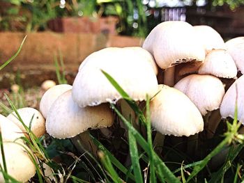 Close-up of mushroom growing on field