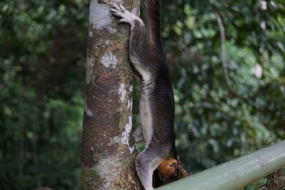 Close-up of monkey on tree trunk