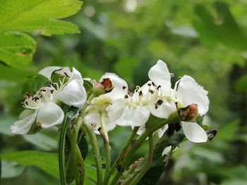 Close-up of white flowers blooming outdoors