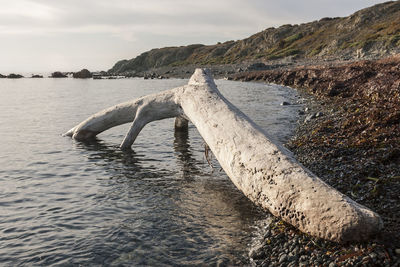 View of driftwood on sea against sky