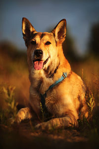 Portrait of a dog on field